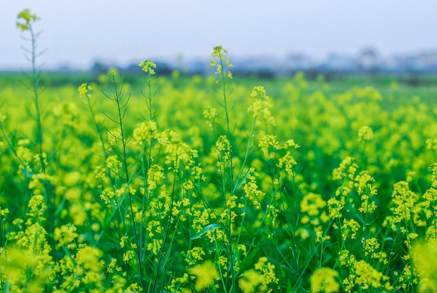 Ngắm cánh đồng hoa cải vàng tuyệt đẹp bên sông ngoại thành Hà Nội ảnh 15