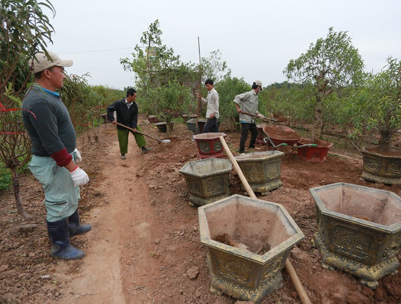 Nông dân ở Nhật Tân tất bật chăm đào tuốt lá