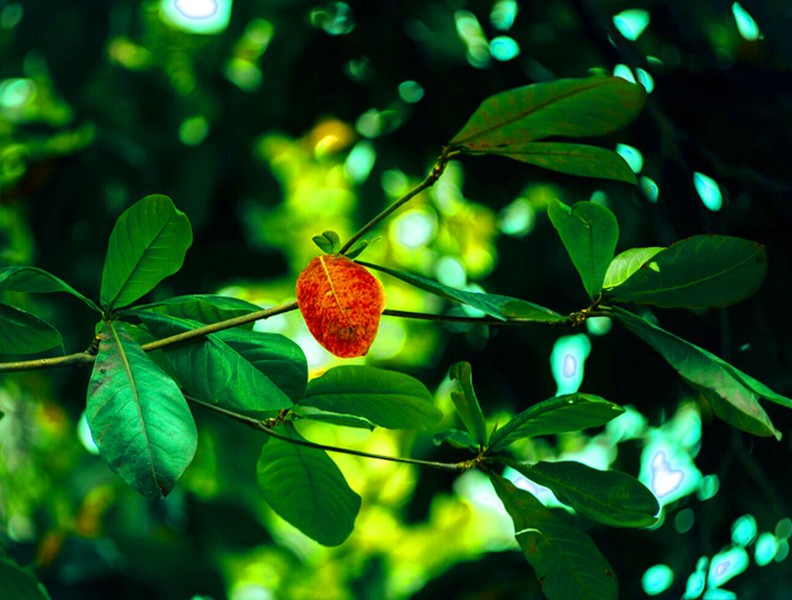 Hà Nội mùa cây bàng đỏ lá