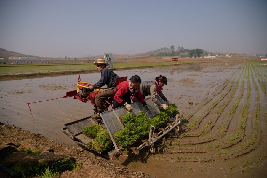 Hàn Quốc hỗ trợ 50.000 tấn gạo cho người dân Triều Tiên