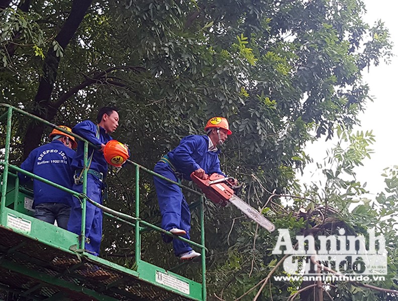 Hà Nội: Mời người dân cùng giám sát việc đánh chuyển 1.159 cây xanh trên đường Phạm Văn Đồng