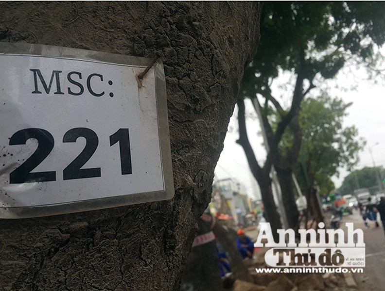 Hà Nội: Mời người dân cùng giám sát việc đánh chuyển 1.159 cây xanh trên đường Phạm Văn Đồng
