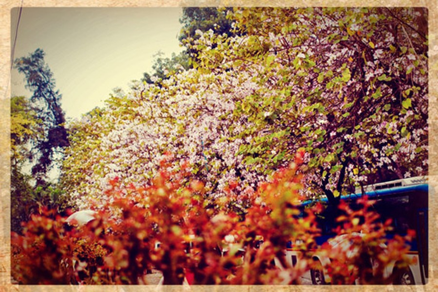 Hà Nội đẹp dịu dàng mùa hoa tháng 3