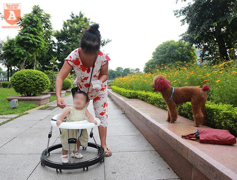 Chó thả rông ở Hà Nội, chủ nuôi sẽ bị phạt