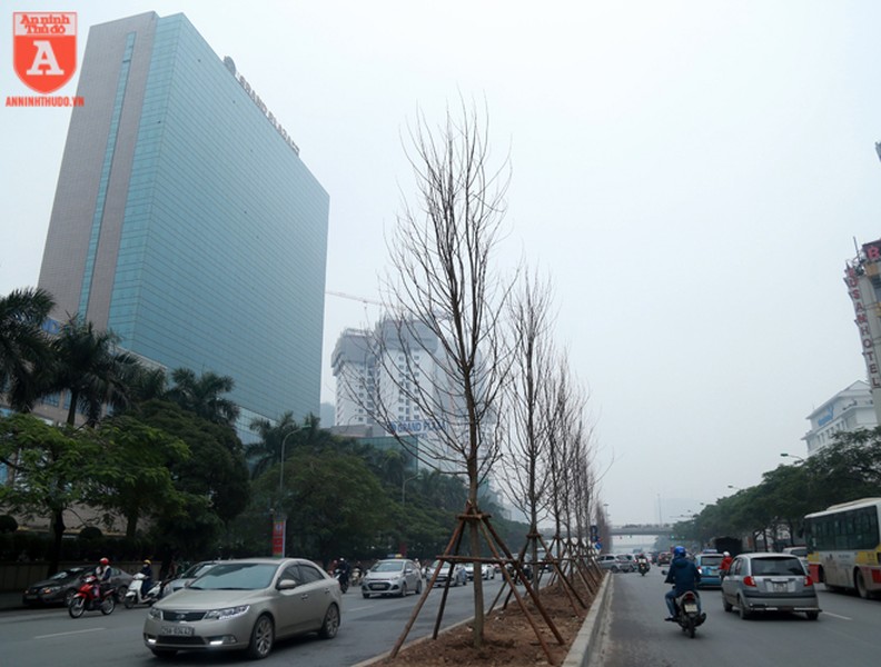 Hà Nội: Hàng cây phong lá đỏ được trồng trên đường Trần Duy Hưng