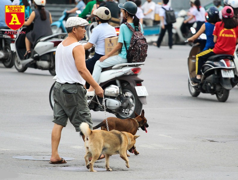Hà Nội: Báo động tình trạng chó thả rông bất chấp nhiều tai nạn chết người