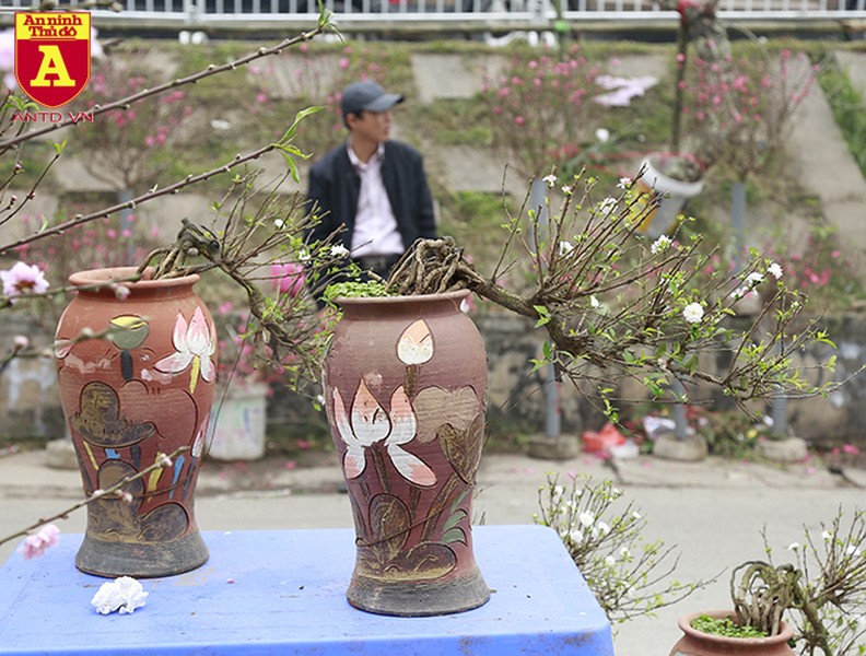 Chợ hoa Nhật Tân tấp nập những ngày cuối năm