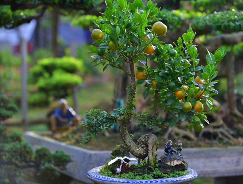 Độc đáo chuột vàng cõng quất bonsai