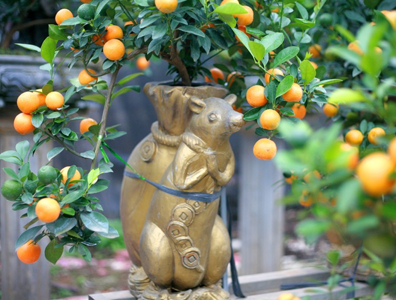 Độc đáo chuột vàng cõng quất bonsai