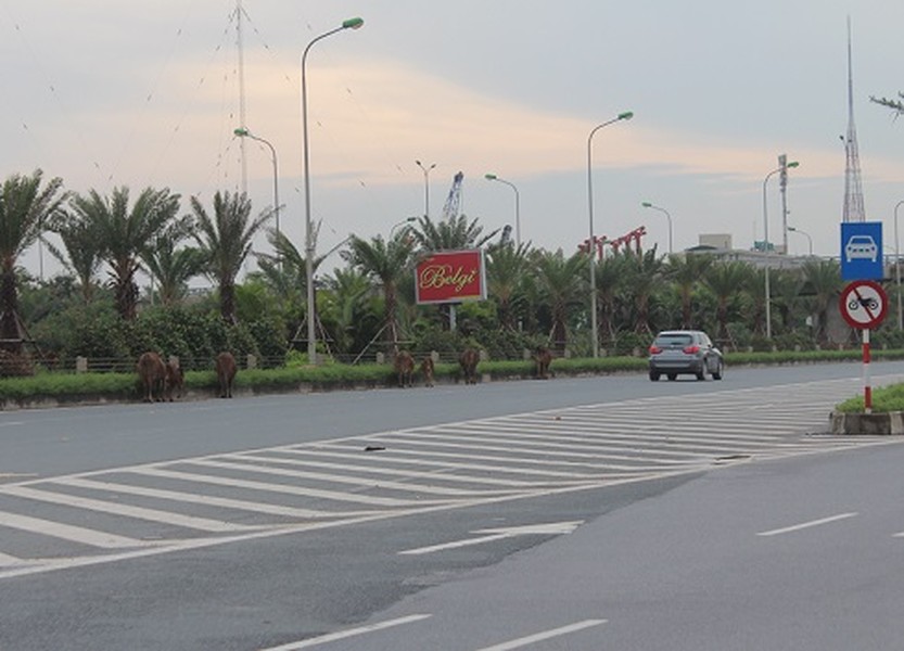 Bất chấp nguy hiểm xe máy vẫn leo lên đường dành cho ô tô Đại lộ Thăng Long
