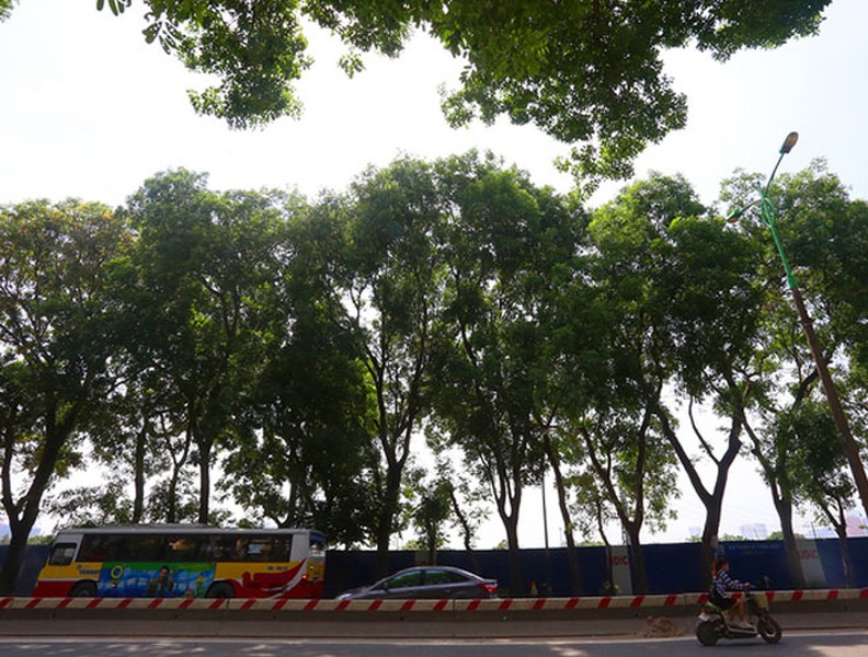 Vẻ đẹp hút hồn của những hàng cây xanh rợp bóng bên đường Hà Nội