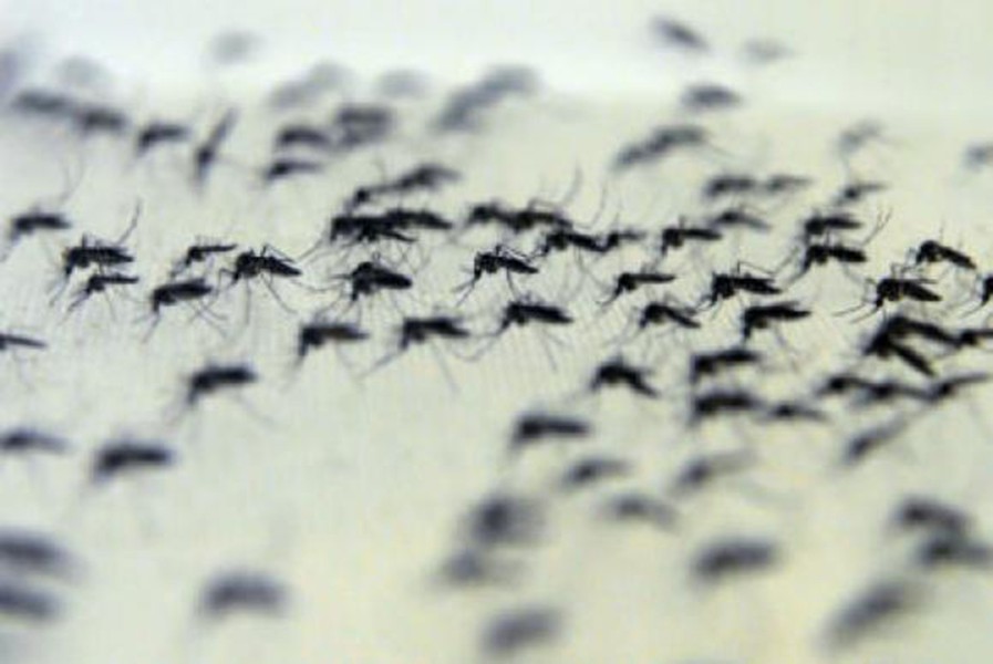 Brazil thả hàng triệu muỗi mang vi khuẩn ngừa sốt xuất huyết ra môi trường