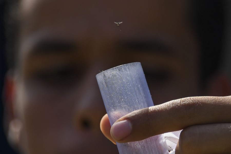 Brazil thả hàng triệu muỗi mang vi khuẩn ngừa sốt xuất huyết ra môi trường