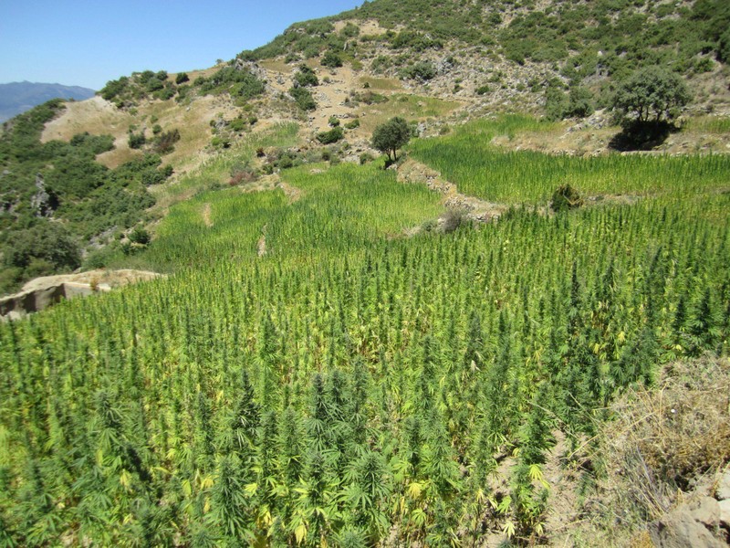 Morocco thu giữ lượng cocaine kỷ lục trong năm 2017