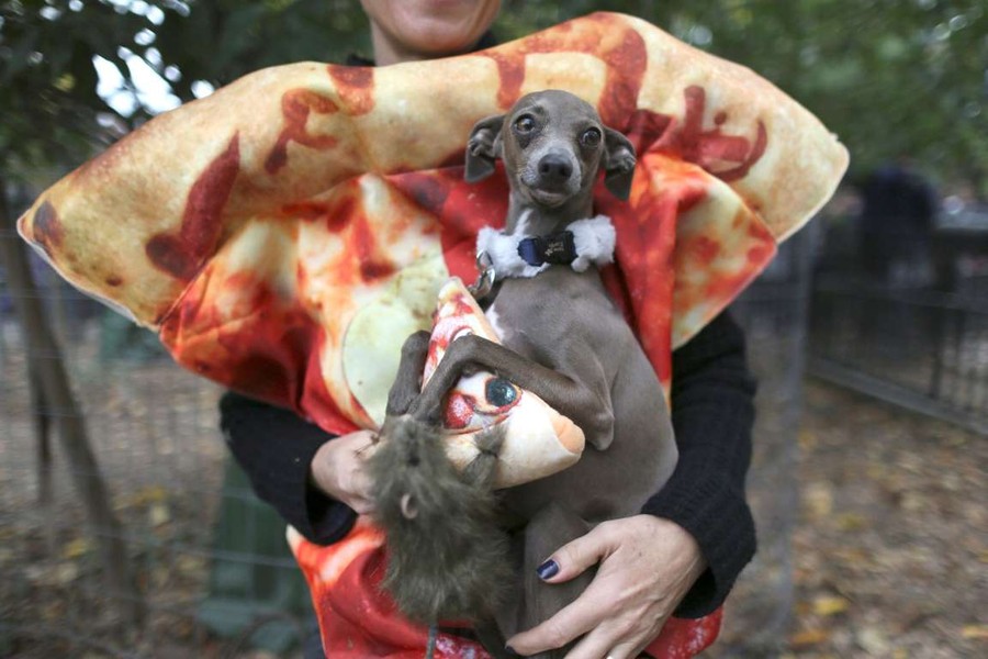 [ẢNH] Những chú chó hóa trang mùa Halloween không thể đáng yêu hơn
