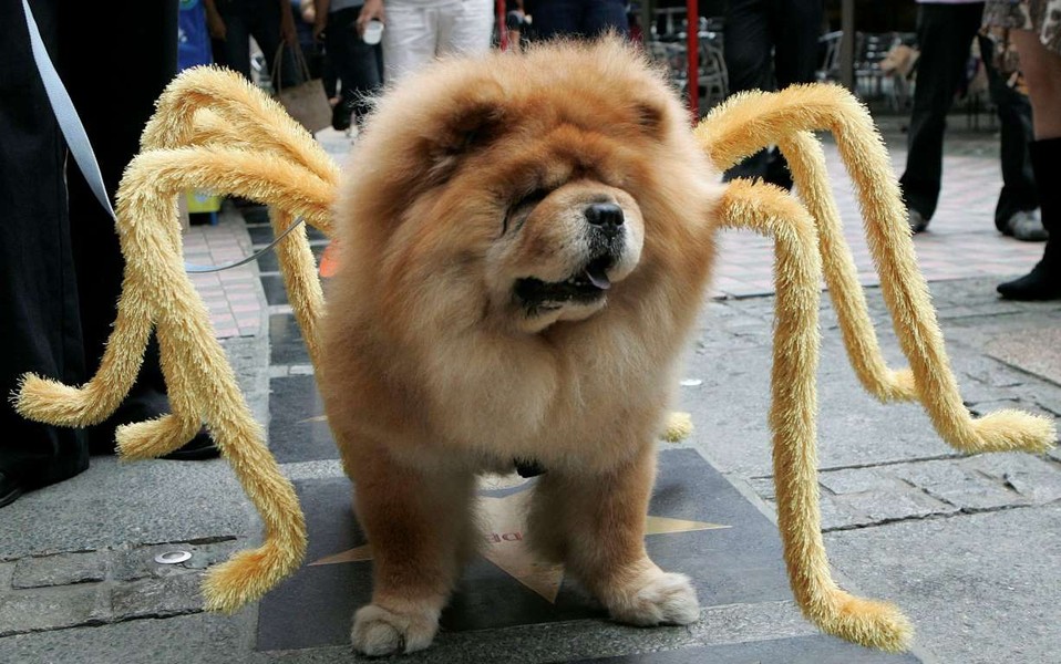 [ẢNH] Những chú chó hóa trang mùa Halloween không thể đáng yêu hơn