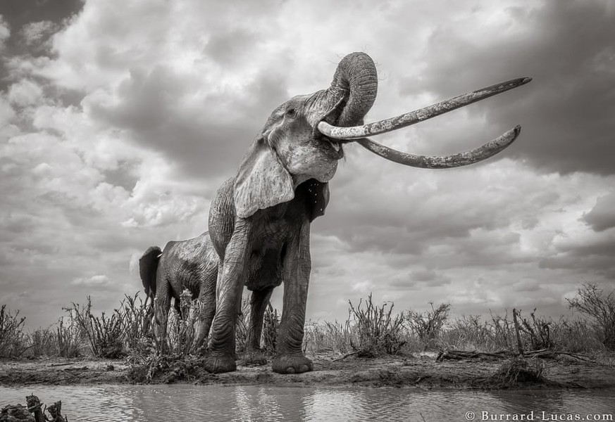[ẢNH] Ảnh hiếm về loài voi có ngà to như voi ma mút cổ đại