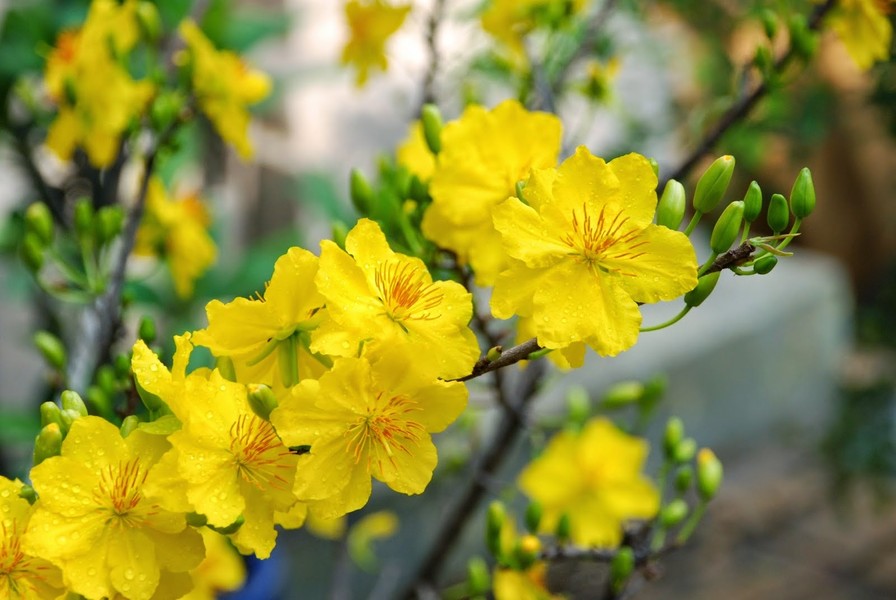 10 điểm đến lý tưởng để ngắm hoa dịp đầu xuân năm mới