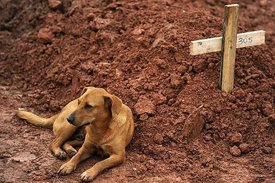 [ẢNH] Những chú chó trung thành nhất thế giới mà con người phải rơi nước mắt tiếc thương