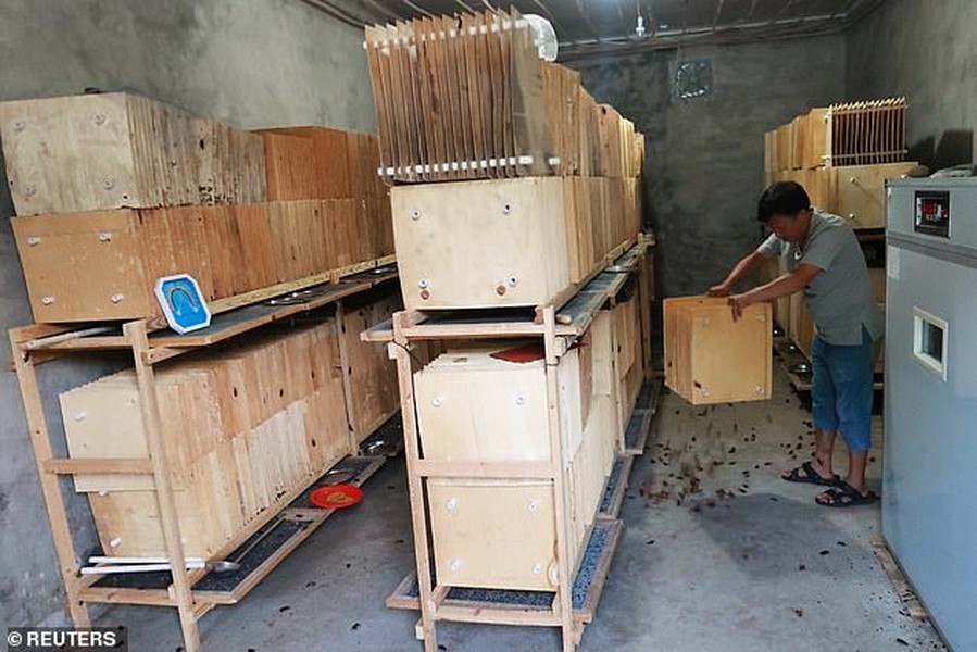 Mục sở thị các trại nuôi hàng tỷ con gián bằng thức ăn thừa ở Trung Quốc