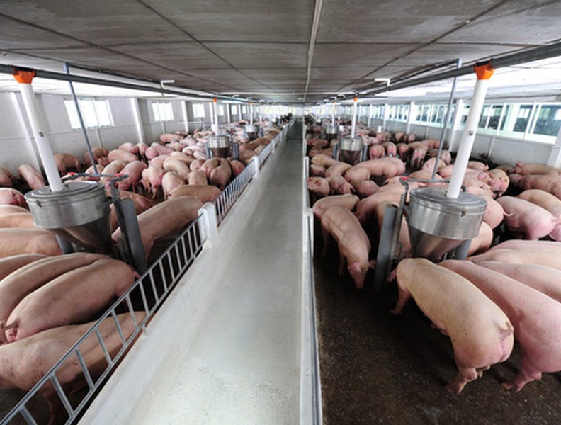 [ẢNH] Lợn dịch hoành hành: Bạn có biết cách chọn thịt lợn tươi ngon, không nhiễm bệnh?