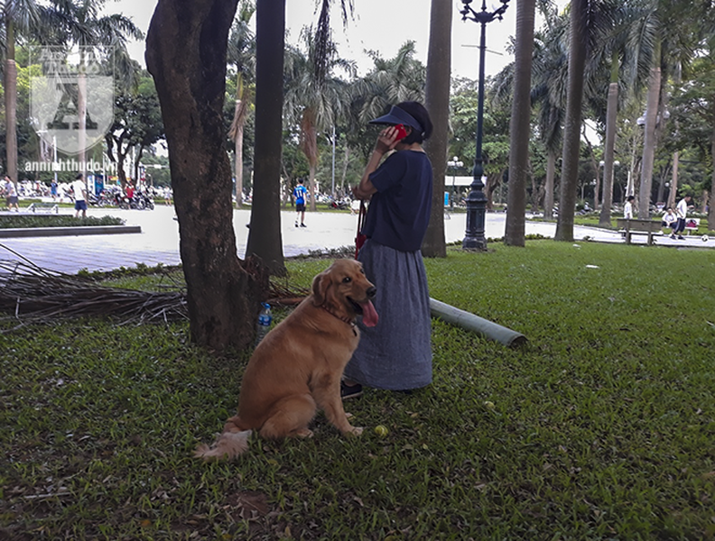 Hà Nội: Nhan nhản chó thả rông không đeo rọ mõm
