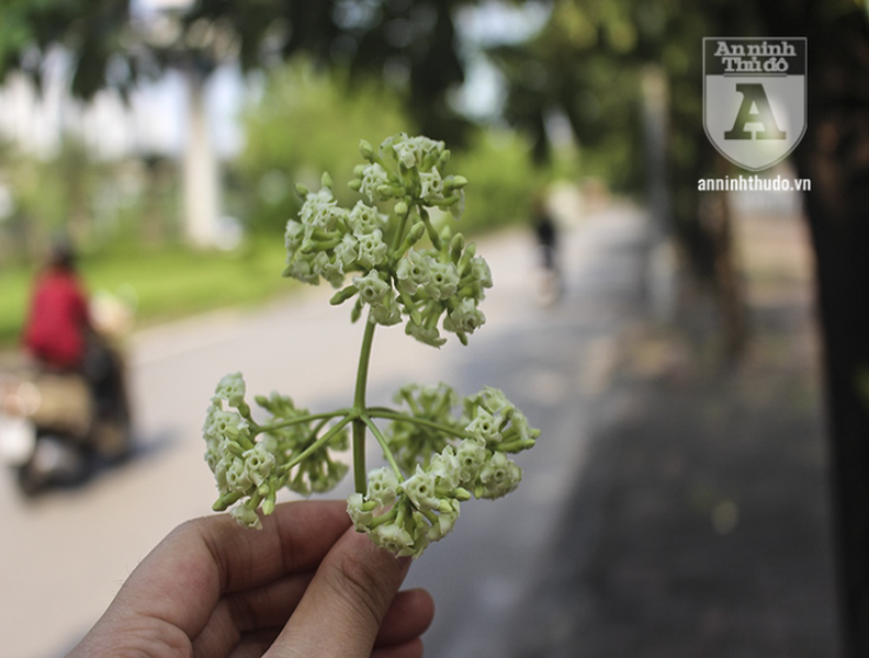 Kỳ lạ hoa sữa nở giữa mùa hè khắp phố phường Hà Nội
