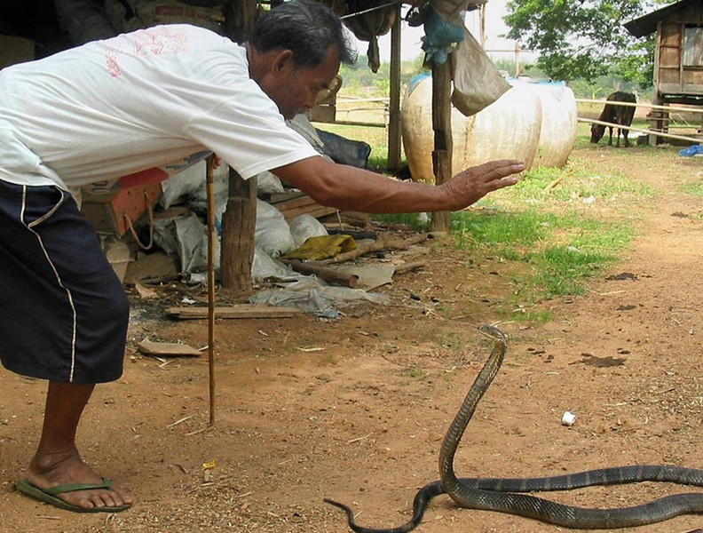 [ẢNH] Kỳ lạ ngôi làng Thái Lan, nơi người và rắn hổ mang là 