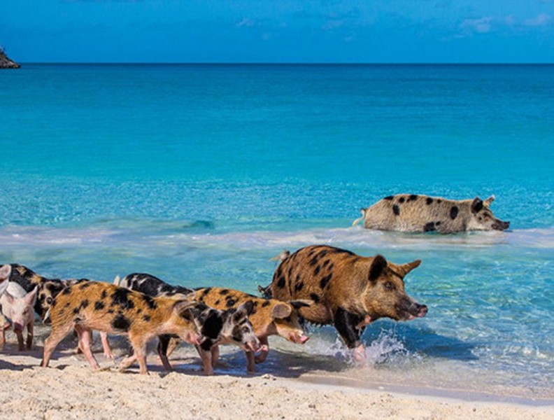 [ẢNH] Tắm biển cùng lợn - Trải nghiệm lạ hút khách du lịch