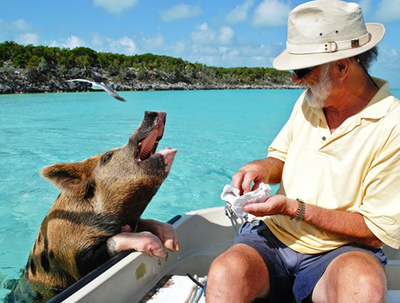 [ẢNH] Tắm biển cùng lợn - Trải nghiệm lạ hút khách du lịch