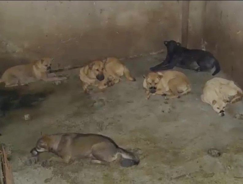 Cận cảnh căn hầm bí mật trong đường dây trộm 100 tấn chó ở Thanh Hóa