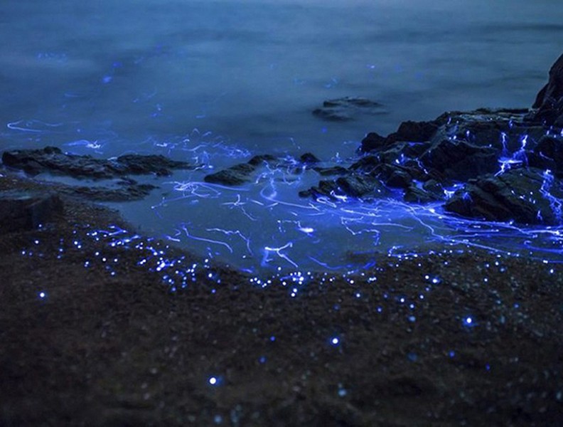 [ẢNH] Vẻ đẹp huyền diệu của những bãi biển tự phát sáng trong đêm