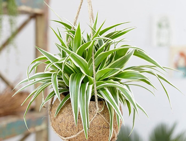 [ẢNH] 11 loại cây lọc không khí tốt nhất để nhà bạn luôn xanh sạch
