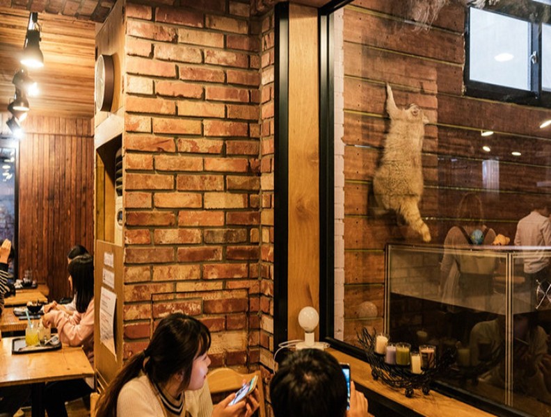 [ẢNH] Những quán cà phê thú cưng hút khách trên thế giới