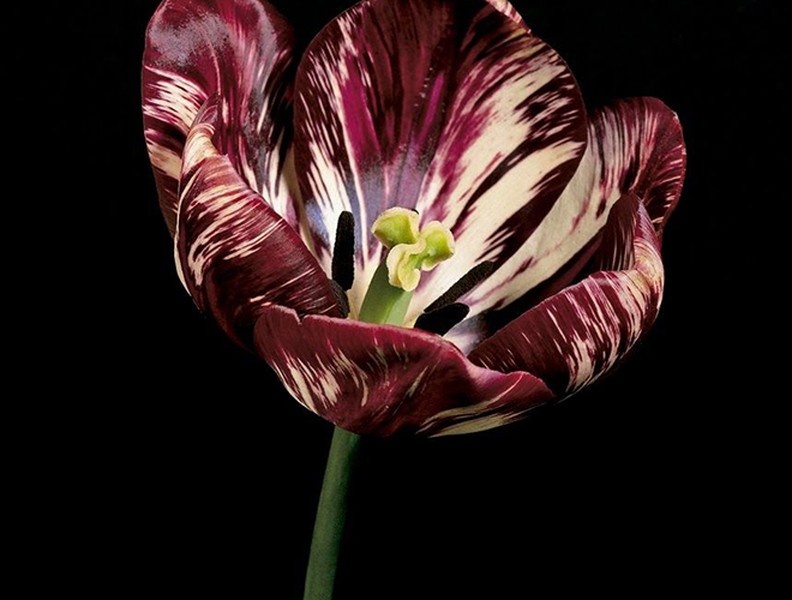 [ẢNH] Điểm tên 9 loài hoa đắt đỏ bậc nhất hành tinh