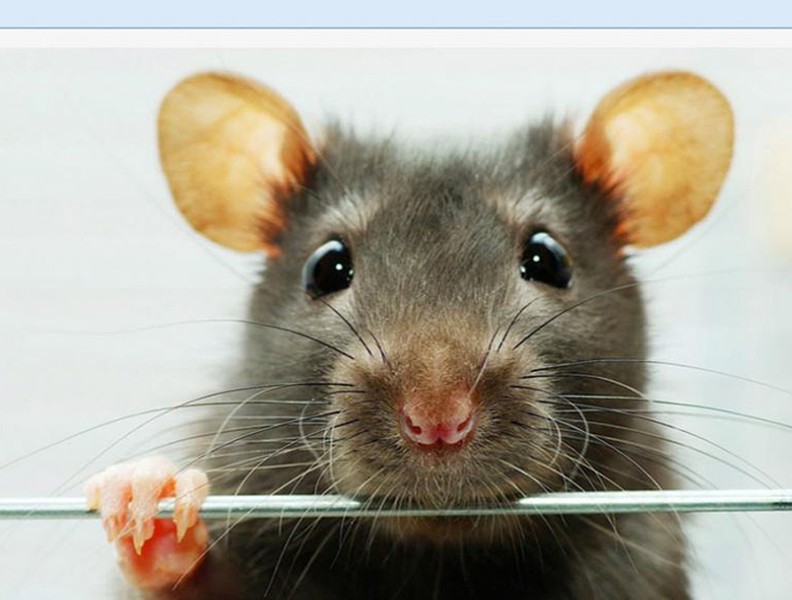 [ẢNH] Xuân Canh Tý: Những điều thú vị ít ai biết về loài chuột