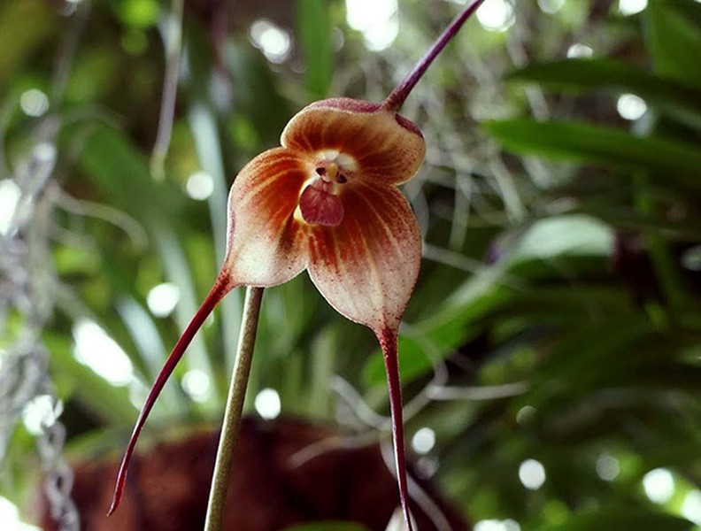 [ẢNH] Top 7 loài hoa lan sở hữu vẻ đẹp độc đáo bậc nhất hành tinh