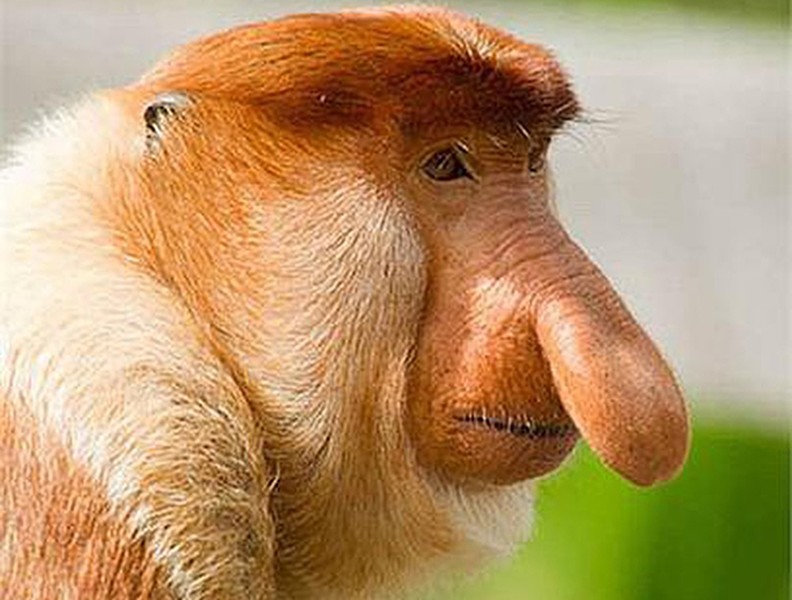 [ẢNH] Những loài động vật sở hữu chiếc mũi đáng kinh ngạc