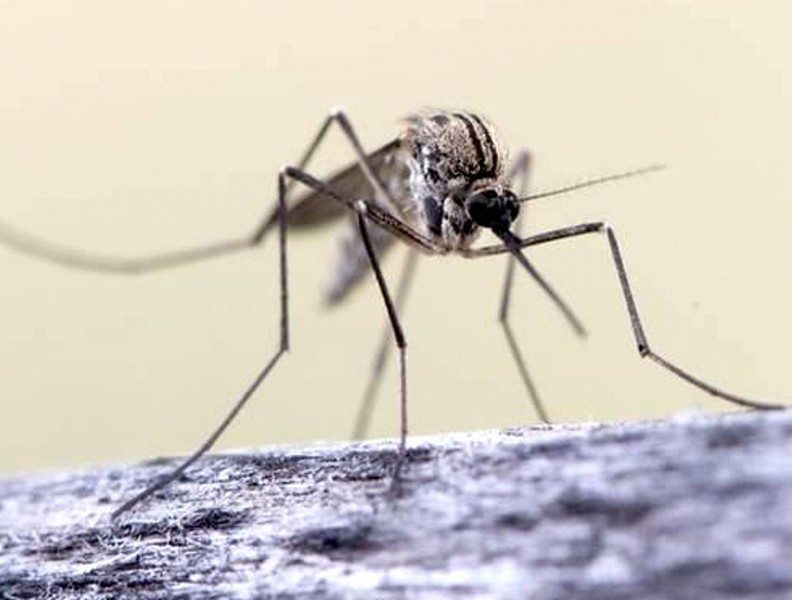 [ẢNH] Những sự thật ít người biết về loài muỗi - 