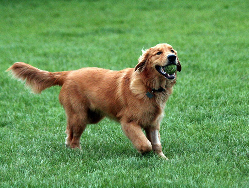 [ẢNH] Top 8 loài chó thông minh nhất thế giới