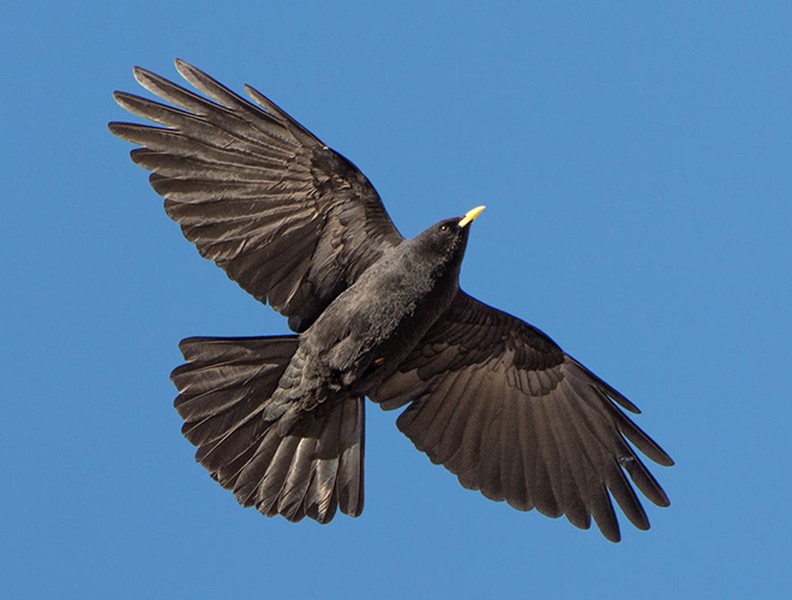 [ẢNH] Những loài chim bay cao không tưởng khiến con người phải kinh ngạc