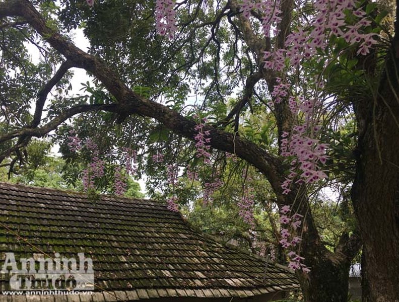 Độc đáo vườn lan huyền thoại có một không hai ở Tuyên Quang