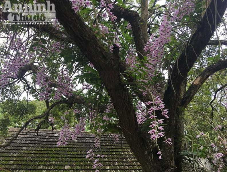 Độc đáo vườn lan huyền thoại có một không hai ở Tuyên Quang