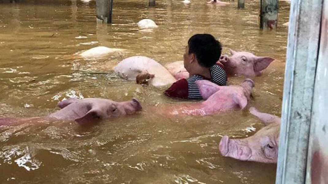 4000 con lợn chết nổi trắng mặt nước ở Thanh Hóa