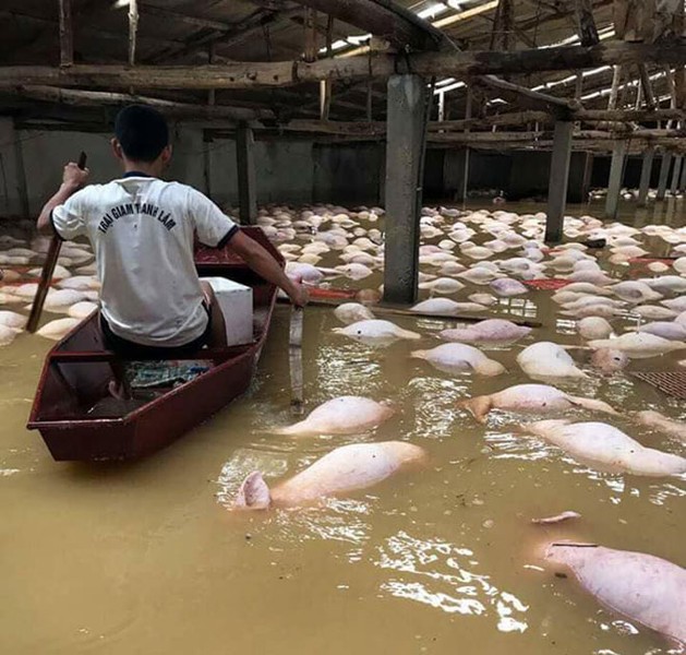 4000 con lợn chết nổi trắng mặt nước ở Thanh Hóa