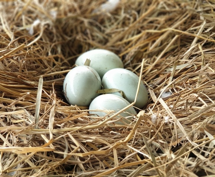 Tận mắt ngắm đàn thiên nga đẻ trứng ở hồ Thiền Quang