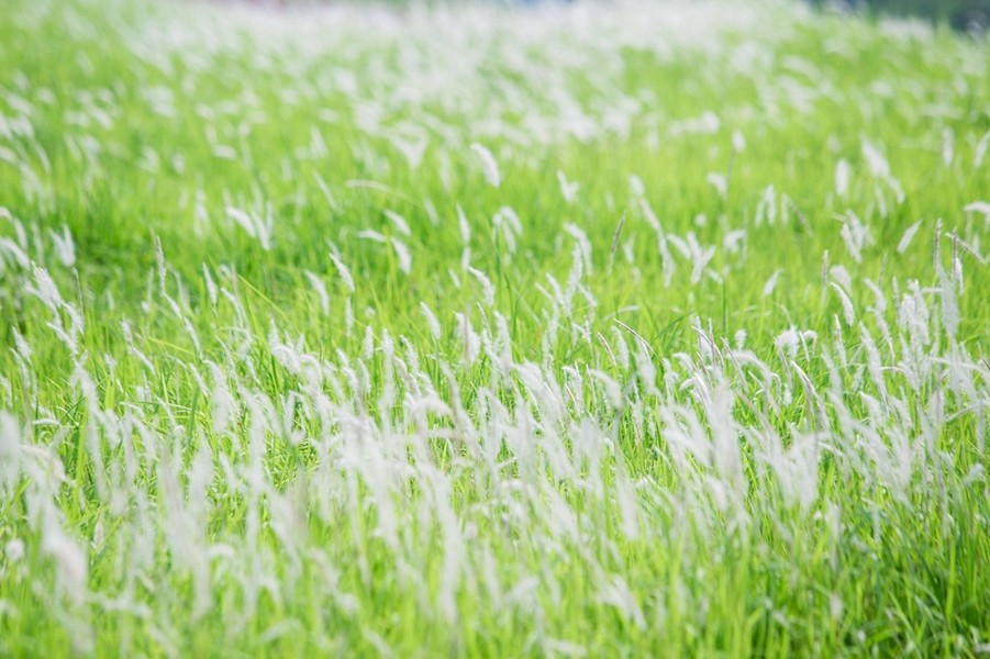 Đồng cỏ tranh trắng lãng mạn giữa Thủ đô