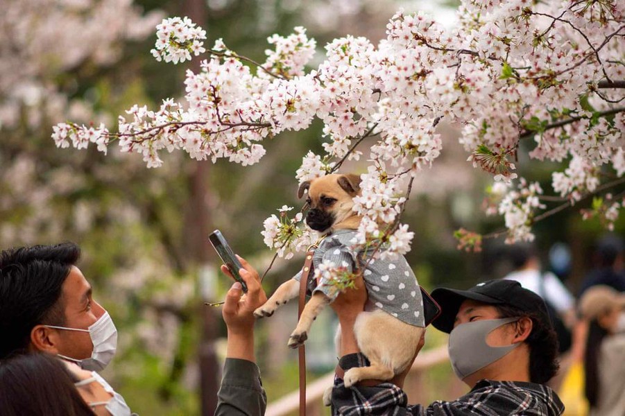 Hoa anh đào nở sớm ở Nhật Bản 