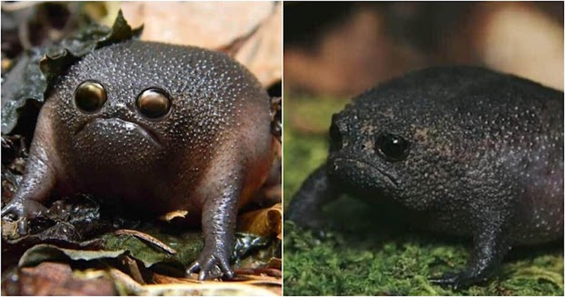 Loài ếch kỳ lạ có khuôn mặt vừa buồn thiu vừa ngố gây sốt cộng đồng mạng