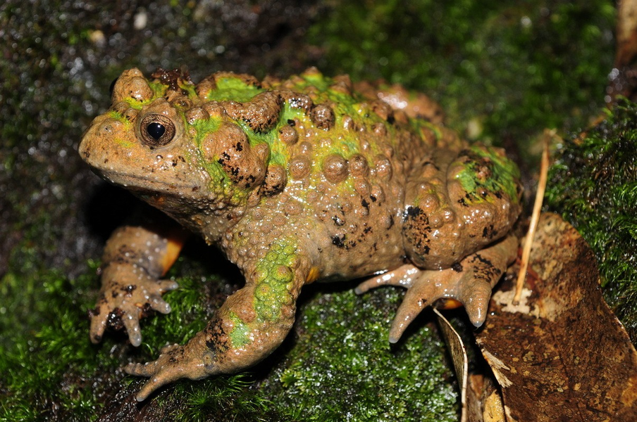 12 loài ếch, nhái có vẻ ngoài độc đáo nhất Việt Nam